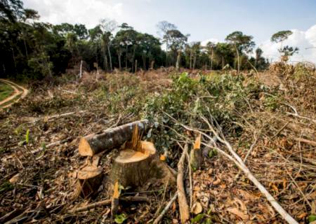 Produção de carne afeta desmatamento na Amazônia, dizem especialistas