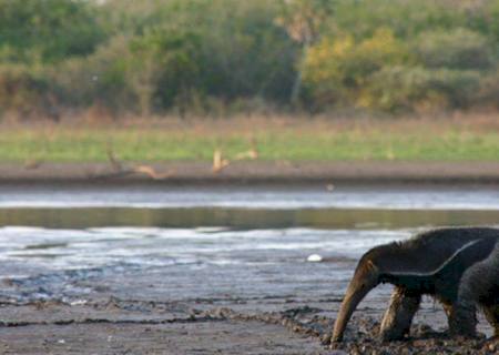 Mudanças climáticas que ameaçam espécies no Pantanal estão sendo investigadas