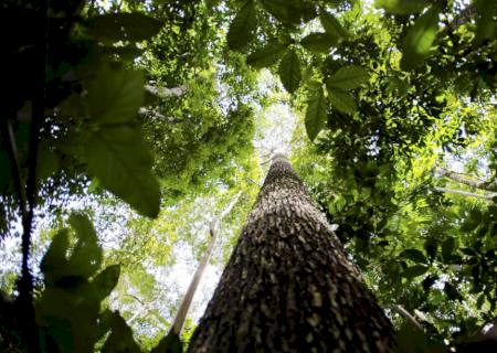 Florestas plantadas no Brasil alcançam 10 milhões de hectares em 2019